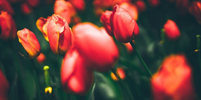 1440x900 Download 1440x900 Red Tulips, Close-up, Blurred Wallpapers for