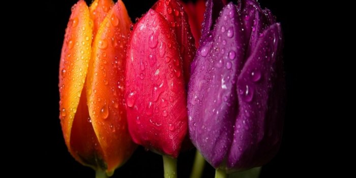 1280x1024 Wallpaper's Collection: «Tulips Wallpapers»