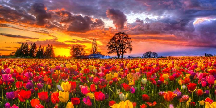 2560x1600 Free Wallpaper Tulips - Picserio.com