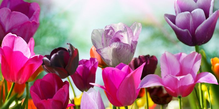 5340x3285 Tulips Flowers wallpaper | 5340x3285 | 197341 | WallpaperUP