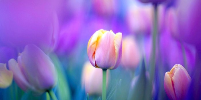 1920x1080 Purple Tulips wallpaper | 1920x1080 | #51801