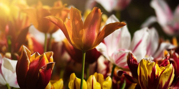1440x900 Download wallpaper: Gorgeous tulips 1440x900