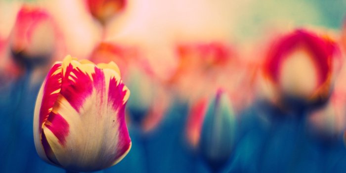 1920x1080 Tulips From Holland Mac Wallpapers Dutch Flowers1198 Desktop