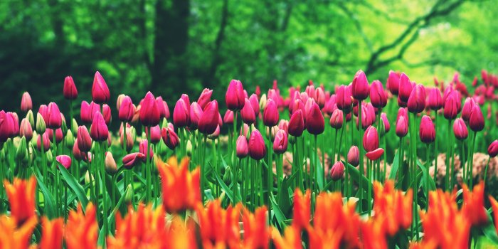 7680x4320 Flower Field Tulips 8K 7680x4320 Wallpaper #46