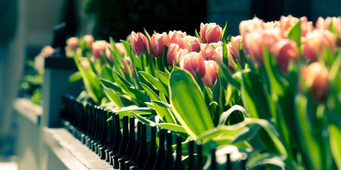 1920x1080 Flower Wallpapers in 1920×1080 Resolution | CrispMe