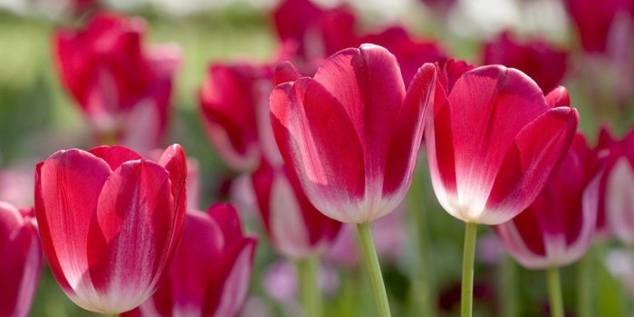 1130x706 Tulips red with white - beautiful spring flowers