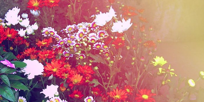 1152x864 flower background | spring wallpapers flowers backgrounds tulips