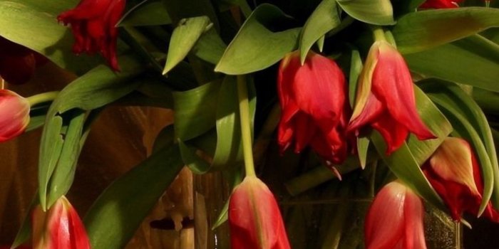 750x1334 Red tulips, apple, grapes, fruit, still life 750x1334 iPhone 8/7/6