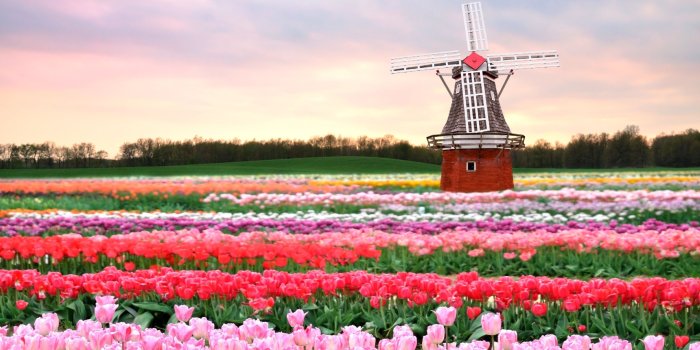 2880x1800 2880x1800 tulips, field, windmill Macbook Pro Retina Wallpaper, HD