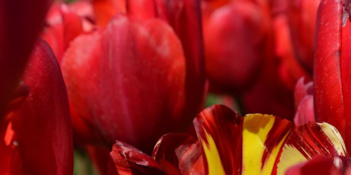 910x1374 HD wallpaper: flowers, red, tulips, red flower, nature, garden