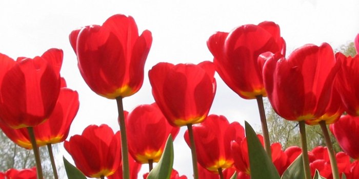 2560x1600 Tulips HD Wallpaper 13