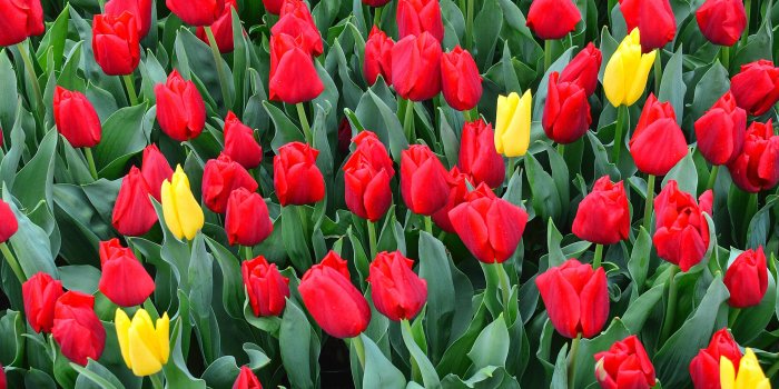 3842x5462 Tulips iPhone Wallpaper - iDrop News