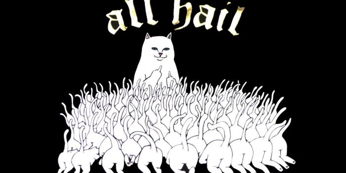 1080x1920 Rip N Dip Cat Wallpaper posted by Zoey Simpson