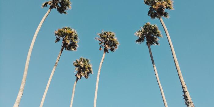 3752x3036 Wallpaper of the Week - California Palm Trees