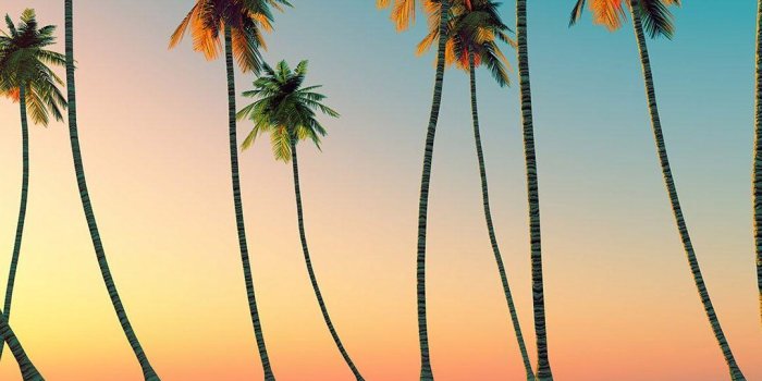 1080x1920 Palm Trees Wallpapers