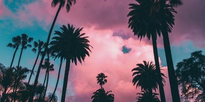 1080x1350 Palm Trees Beverly Hills California Tumblr Wallpaper - Palm Trees