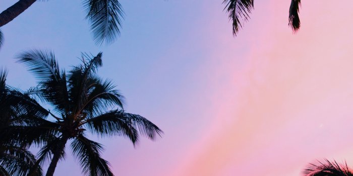 4000x6000 20+ Palm Tree Pictures [HD] | Download Free Images on Unsplash