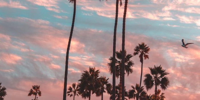 1080x1350 Amazing sky and palm trees, Los Angeles, California