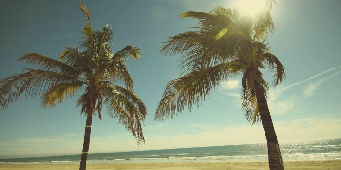 3840x2160 California Palm Trees Wallpaper #22L6297, 901.65 Kb - Picserio.com