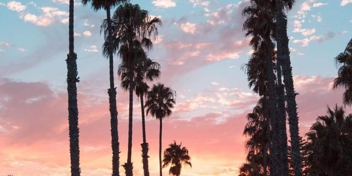 1024x1280 Pinterest: HeatherDelamorton | California palm trees, Palm tree