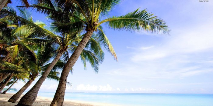 1920x1080 60+ Palm Tree Wallpapers on WallpaperPlay