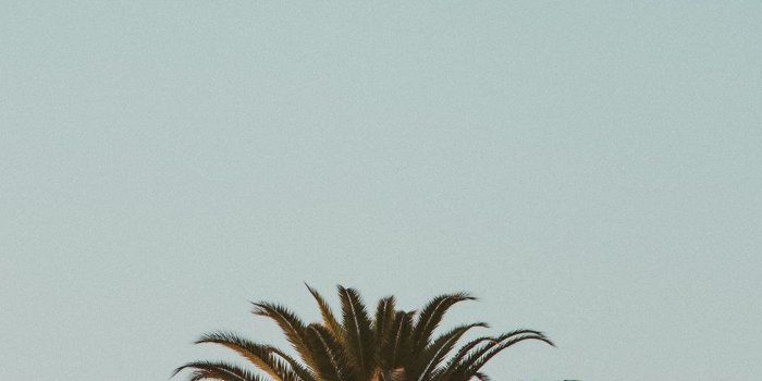 1125x2436 green palm tree iPhone X Wallpapers Free Download