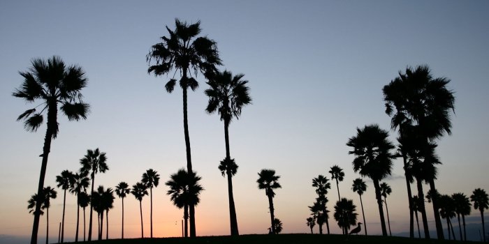 1920x1080 Palm Tree Wallpaper Desktop (69+ images)