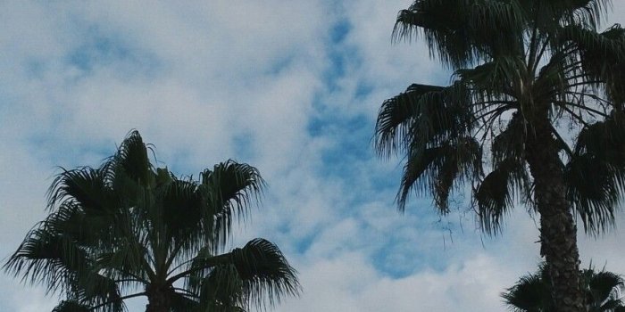 853x1280 Palm Trees Sky California Clouds Sunsets Losangeles - Palm Trees