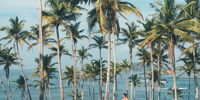 1366x768 Palm Trees Wallpaper Laptop - 1366x768 Wallpaper - Ecopetit.cat