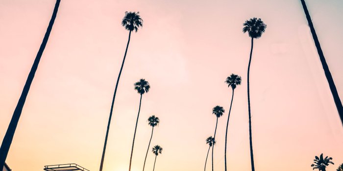 4000x6000 Download wallpaper 4000x6000 road, palm trees, asphalt, cars