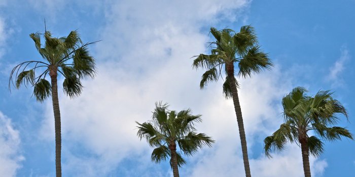 2404x1600 California Palm Trees Wallpaper #C7XEK15 (2404x1600) - Picserio.com
