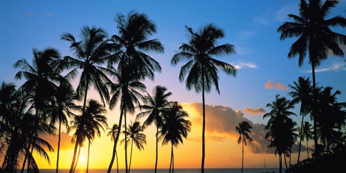 1920x1080 California Palm Trees Wallpaper. Desktop Background