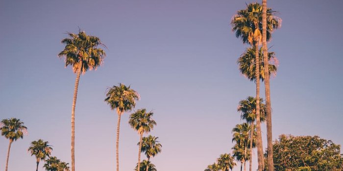 910x1231 HD wallpaper: newport beach, usa, california, west coast, palm