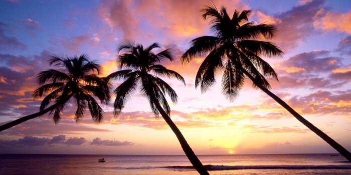 1920x1200 Wallpapers Miami Palm