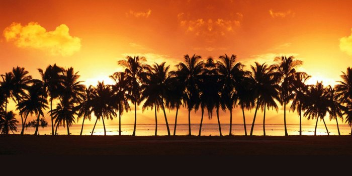 1920x1024 California Palm Trees Wallpaper awesome Palm Tree Hd - Palm Trees