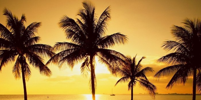 1600x1200 California Palm Trees Drawing Wallpaper. Desktop Background