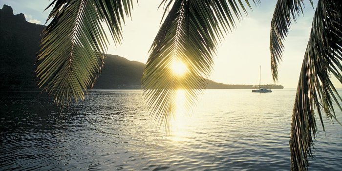 1920x1200 Palm Tree wallpaper ·① Download free HD wallpapers for desktop