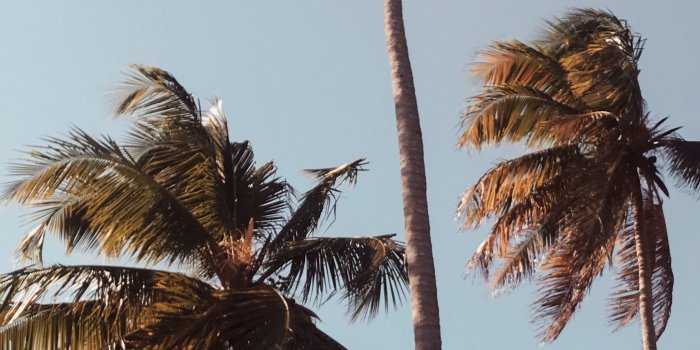 2010x3573 Palm Trees Phone Wallpapers
