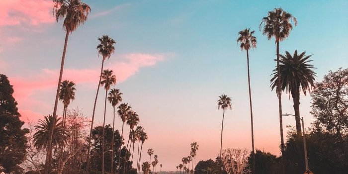 1080x1350 Colourful sky and palm trees at Los Angeles, California