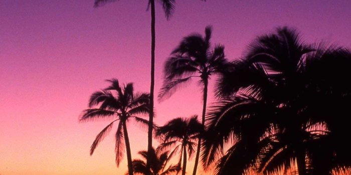 1200x1879 California Beaches Palm Trees Wallpaper Awesome Purple - Purple