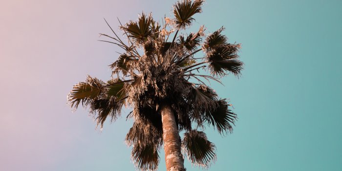 5040x3360 Palm 4K wallpapers for your desktop or mobile screen free and easy