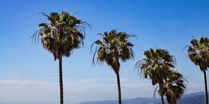 3840x2560 palm tree wallpapers and backgrounds