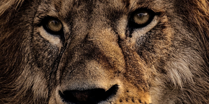 1000x2055 Lion | Lion pictures, Lion photography, Lion wallpaper