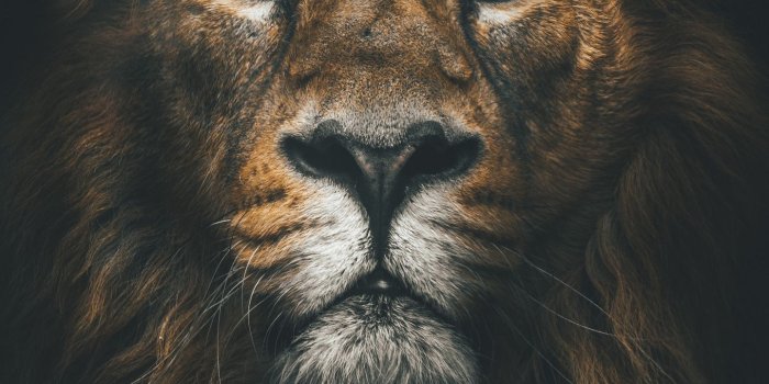1440x2560 Download wallpaper 1440x2560 lion, muzzle, mane, loок, predator