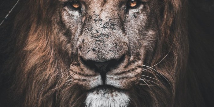 1000x1500 Lion Wallpapers: Free HD Download [500+ HQ] | Unsplash