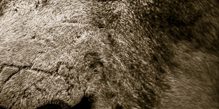 1440x2960 Download 1440x2960 wallpaper lion, fur, muzzle, predator, samsung