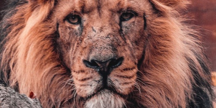 1440x2960 Download 1440x2960 wallpaper predator, lion, furry animal, relaxed
