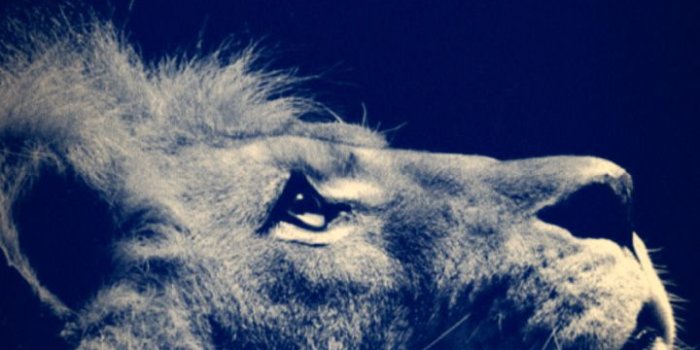 720x1280 Lion Desktop 720x1280 Samsung Galaxy S3 Wallpaper HD_Samsung