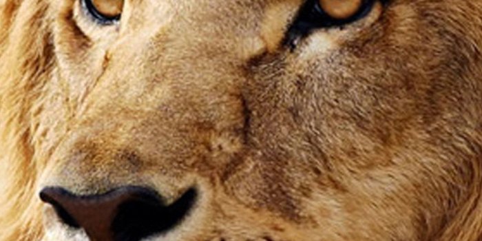 1080x1920 Lion Screensavers and Wallpaper (63+ images)