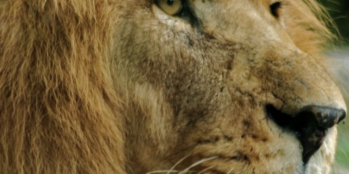 1440x2560 Download wallpaper 1440x2560 lion, muzzle, mane, predator qhd